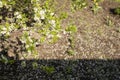 Plum blossom in the spring garden. Fallen white leaves of flowers on the ground