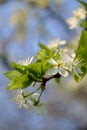 Plum blossom in spring, small white flowers on a branch, young leaves, the beginning of a new life