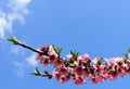 Plum blossom in springtime