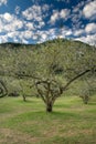 Plum blossom tree Royalty Free Stock Photo