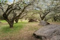 Plum blossom tree Royalty Free Stock Photo