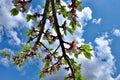 A plum blossom tree branch in full bloom against a backdrop of a clear blue sky dotted with fluffy white clouds. Flowering plum Royalty Free Stock Photo