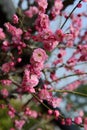 Plum blossom tree Royalty Free Stock Photo