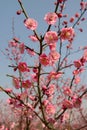 Plum blossom tree Royalty Free Stock Photo