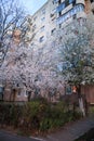 Plum blossom tree in front of a block of flats, Romania, South-Eastern Europe Royalty Free Stock Photo