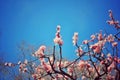 Plum blossom under blue sky