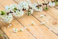 Plum blossom with white flowers on wood background. Royalty Free Stock Photo
