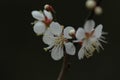 Plum blossom