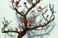 Plum is blossoming -3