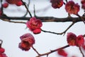 Plum blossoming out within a cold morning day