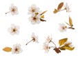 Plum blossoming spring flowers set isolated on white background