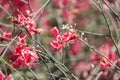 plum blossoming in spring, it is the only remaining last winter flower, is the earliest blooming flower in spring,kair tree and