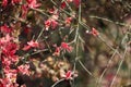 plum blossoming in spring, it is the only remaining last winter flower, is the earliest blooming flower in spring,kair tree and