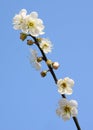 Plum blossoms