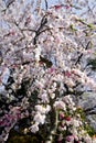 Plum blossoms