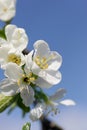 Plum blossoms Royalty Free Stock Photo