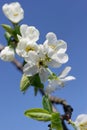 Plum blossoms Royalty Free Stock Photo