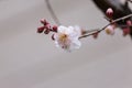 Plum blossoms blooming