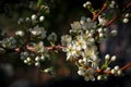 Plum Blossoms Blooming on Plum Tree Branch Royalty Free Stock Photo