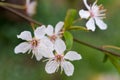 Plum blossoms