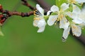 Plum blossoms Royalty Free Stock Photo