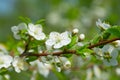 Plum blossoms in the garden