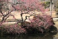 Plum blossoms in Kairaku en, Mito
