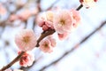 Plum blossoms in Kairaku en, Mito