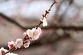 Plum blossoms in Kairaku en, Mito