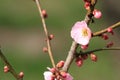 Plum blossoms in Kairaku en, Mito