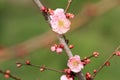 Plum blossoms in Kairaku en, Mito