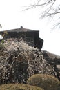 Plum blossoms and Kobuntei in Kairaku en, Mito