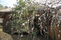 Plum blossoms and Kobuntei in Kairaku en, Mito