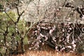 Plum blossoms and Kobuntei in Kairaku en, Mito