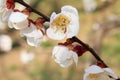 Plum blossoms in Kodokan, Mito, Ibaraki
