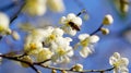 Plum blossoms and little bees picking nectar