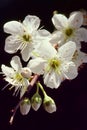 Plum Blossoms - New Beginning Royalty Free Stock Photo