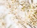 Plum Blossoms Prunus virginiana Soft White Blooms Royalty Free Stock Photo