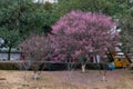 The plum blossoms on the roadside in the park opened, and the whole tree was red Royalty Free Stock Photo