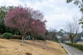 The plum blossoms on the roadside in the park opened, and the whole tree was red Royalty Free Stock Photo