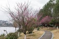 The plum blossoms on the roadside in the park opened, and the whole tree was red Royalty Free Stock Photo