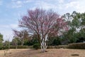 The plum blossoms on the roadside in the park opened, and the whole tree was red Royalty Free Stock Photo