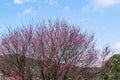 The plum blossoms on the roadside in the park opened, and the whole tree was red Royalty Free Stock Photo