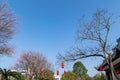 The plum blossoms on the roadside in the park opened, and the whole tree was red Royalty Free Stock Photo