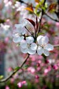 Plum blossoms in spring Royalty Free Stock Photo