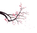 Plum blossoms on tree branch Royalty Free Stock Photo