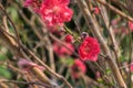 Plum blossoms on tree branches with sun glares on flower petals. Royalty Free Stock Photo