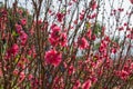 Plum blossoms on tree branches with sun glares on flower petals. Royalty Free Stock Photo