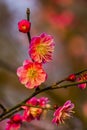 Plum Blossoms West Lake Hangzhou Jiangsu China