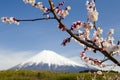 Plum Blossoms X Royalty Free Stock Photo